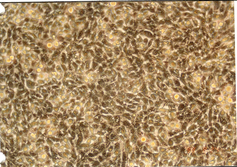 BNL 1ME A.7R.1细胞图片